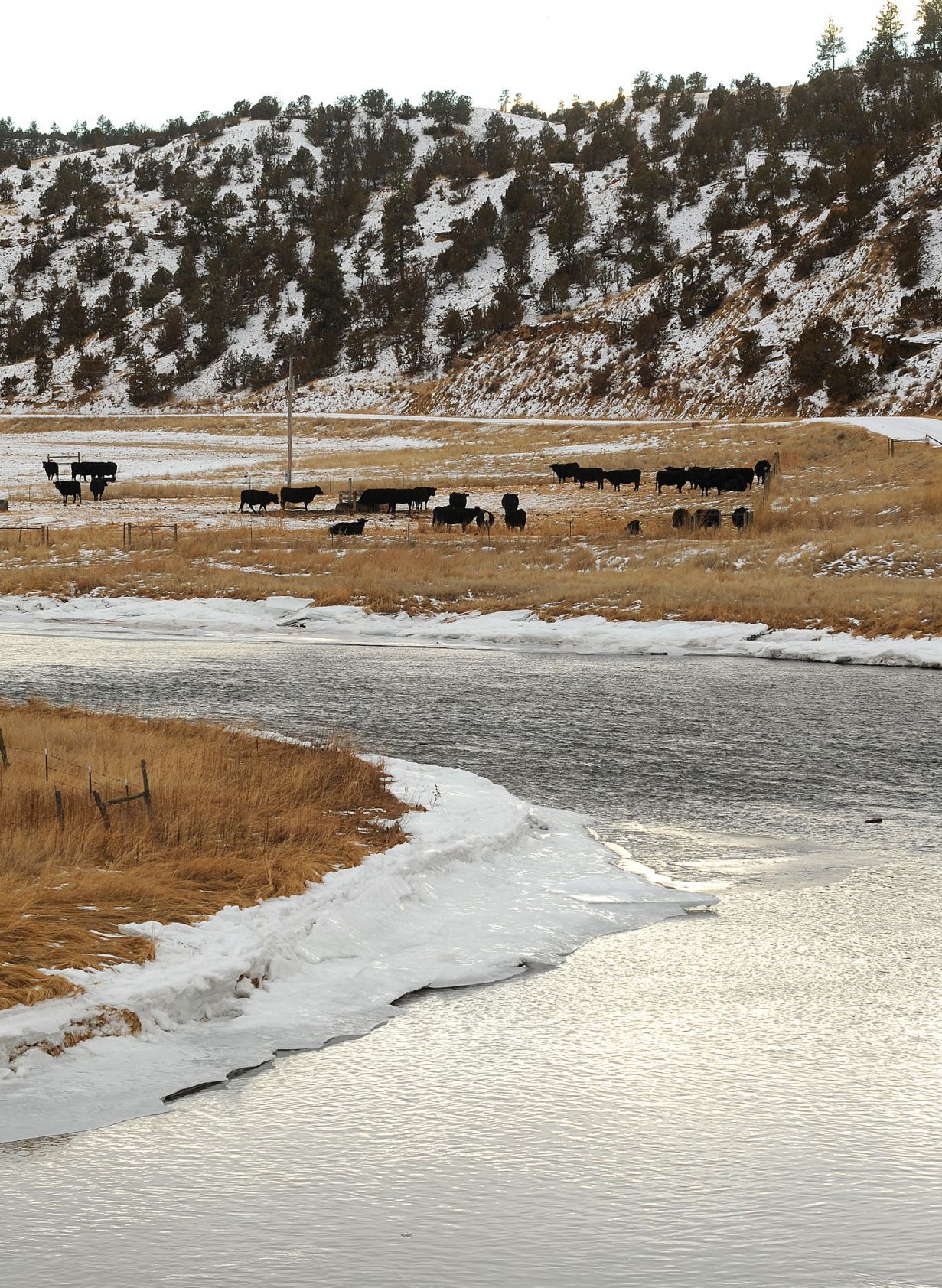 Cattle graze Diamond Cross Ranch